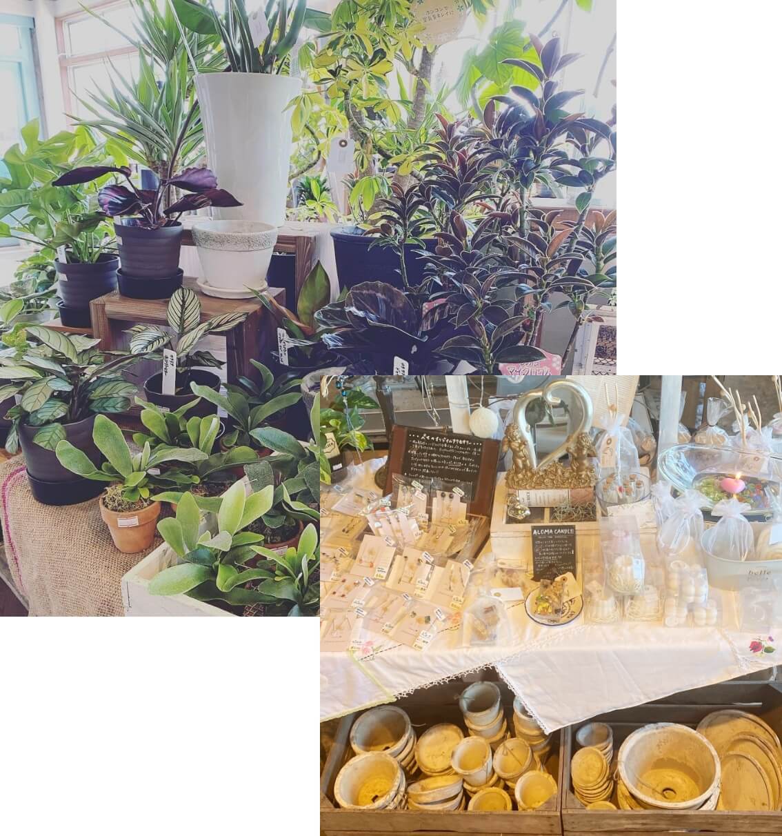 花苗などの植物や寄せ植え、雑貨まで